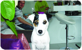 Parson Russell Terrier - Modelka4